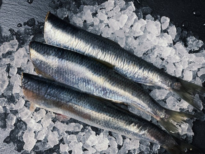 Frische Heringe küchenfertig 500g